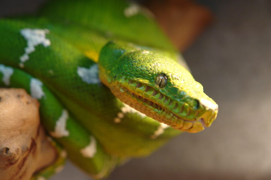 Emerald Tree Boa