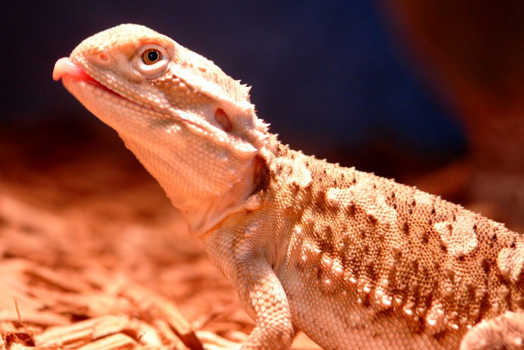 Rankins Dragon