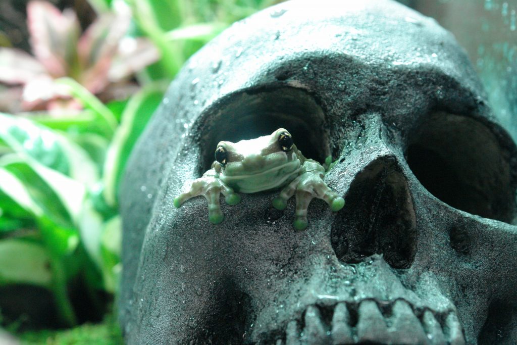 Sometimes, you can even share tips and tricks with the customer that lead to an up-sell. No one’s frog NEEDS a fake skull... but well, since the frog needs a place to hide anyway...